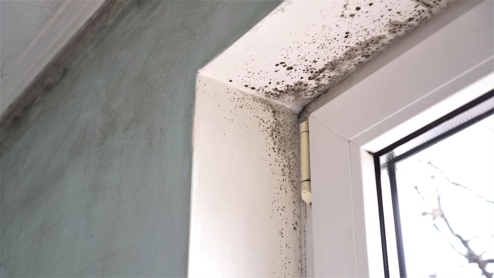 How to Get Rid of Black Mold